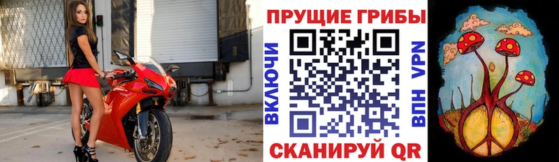 Псилоцибиновые грибы Cubensis  Дигора 